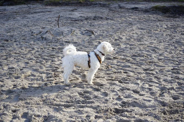 Şubat ayında Kaulsdorfer Baggersee dinlenme alanında Habermannsee yakınlarında yürüyen bir Pumi köpeği görülüyor. Pumi, Macar çoban köpeğinin orta-küçük bir türüdür. Berlin, Almanya, Avrupa.
