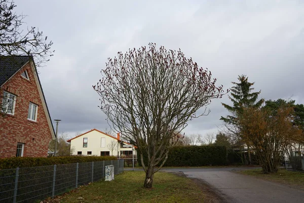 Rhus tifina ağacı Şubat 'ta büyüyor. Rhus typhina, Anacardiaceae familyasından bir bitki türü. Berlin, Almanya, Avrupa. 