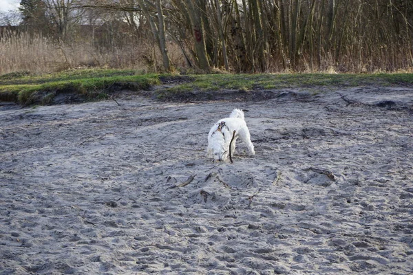 Şubat ayında Kaulsdorfer Baggersee dinlenme alanında Habermannsee yakınlarında yürüyen bir Pumi köpeği görülüyor. Pumi, Macar çoban köpeğinin orta-küçük bir türüdür. Berlin, Almanya, Avrupa.