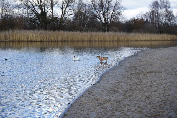 Şubat ayında Habermannsee yakınlarında sessiz bir kuğu, Cygnus olor ve Avrasyalı yardakçılar Fulica atra ile birlikte Kaulsdorfer Baggersee dinlenme alanında yürüyen bir dağ köpeği görülüyor. Dağ Köpeği çalışan bir köpek türüdür. Berlin, Almanya, Avrupa. 