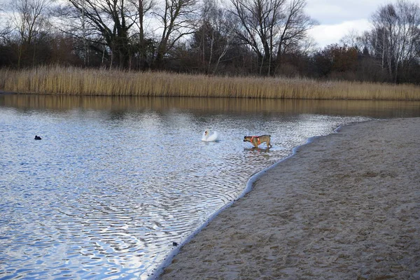 Şubat ayında Habermannsee yakınlarında sessiz bir kuğu, Cygnus olor ve Avrasyalı yardakçılar Fulica atra ile birlikte Kaulsdorfer Baggersee dinlenme alanında yürüyen bir dağ köpeği görülüyor. Dağ Köpeği çalışan bir köpek türüdür. Berlin, Almanya, Avrupa. 