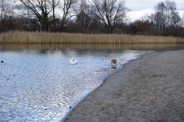 Şubat ayında Habermannsee yakınlarında sessiz bir kuğu, Cygnus olor ve Avrasyalı yardakçılar Fulica atra ile birlikte Kaulsdorfer Baggersee dinlenme alanında yürüyen bir dağ köpeği görülüyor. Dağ Köpeği çalışan bir köpek türüdür. Berlin, Almanya, Avrupa. 