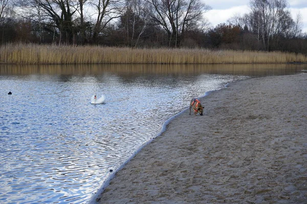 Şubat ayında Habermannsee yakınlarında sessiz bir kuğu, Cygnus olor ve Avrasyalı yardakçılar Fulica atra ile birlikte Kaulsdorfer Baggersee dinlenme alanında yürüyen bir dağ köpeği görülüyor. Dağ Köpeği çalışan bir köpek türüdür. Berlin, Almanya, Avrupa. 