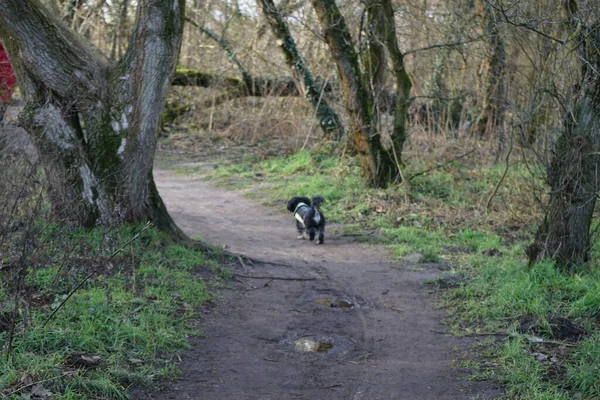 Şubat ayında Kaulsdorfer Baggersee dinlenme alanındaki ormanda bir Tibetli Terrier yürür. Tibet Teriyeri, Tibet kökenli orta büyüklükte bir köpek türüdür. Berlin, Almanya, Avrupa.