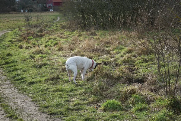 Şubat ayında Kaulsdorfer Baggersee dinlenme bölgesinde Butzer See yakınlarında bir Endülüs Terrier köpeği yürür. Endülüs Teriyeri, Ratonero Bodeguero Andaluz ya da Sherry Terrier, Bodeguero Jerezano, İspanyol bir teriyer türüdür. Berlin. 