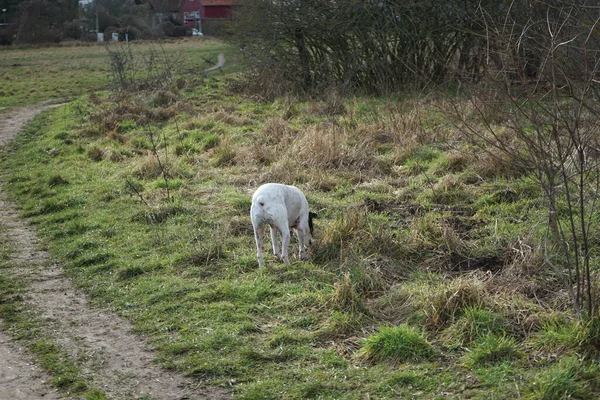 Şubat ayında Kaulsdorfer Baggersee dinlenme bölgesinde Butzer See yakınlarında bir Endülüs Terrier köpeği yürür. Endülüs Teriyeri, Ratonero Bodeguero Andaluz ya da Sherry Terrier, Bodeguero Jerezano, İspanyol bir teriyer türüdür. Berlin. 