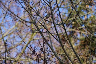  Genç bir Pyrrhula pirhula kuşu şubatta bir ağaç dalında oturur. Avrasya ispinozu (