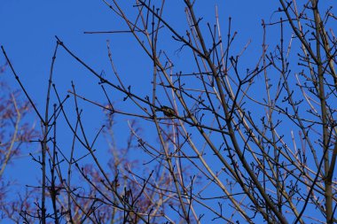  Genç bir Pyrrhula pirhula kuşu şubatta bir ağaç dalında oturur. Avrasya ispinozu (