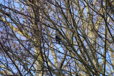 Şubat ayında bir Turdus merula kuşu bir ağaç dalında oturur. Karatavuk kuşu, Turdus merula, gerçek ardıç kuşunun bir türüdür. Berlin, Almanya, Avrupa.                               