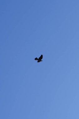 Şubat ayında bir Columba palumbus kuşu gökyüzünde uçar. Kolomb palumbus güvercini güvercin ve güvercin familyasının büyük bir türüdür. Berlin, Almanya, Avrupa.                               