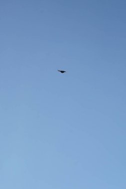 Şubat ayında bir Columba palumbus kuşu gökyüzünde uçar. Kolomb palumbus güvercini güvercin ve güvercin familyasının büyük bir türüdür. Berlin, Almanya, Avrupa.                               