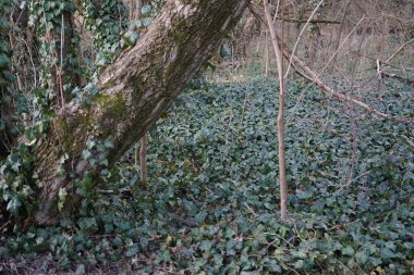 Ebedi yeşil Hedera sarmalı Şubat ayında yer boyunca yayılır. Hedera helix (İngilizce: 