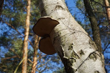 Parazit mantar Fomes fomentarius bir huş ağacının gövdesinde yetişir. Fomes fomentarius, syn. Tinder mantarı (