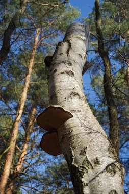 Parazit mantar Fomes fomentarius bir huş ağacının gövdesinde yetişir. Fomes fomentarius, syn. Tinder mantarı (