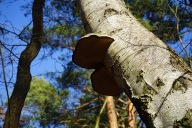 Parazit mantar Fomes fomentarius bir huş ağacının gövdesinde yetişir. Fomes fomentarius, syn. Tinder mantarı (