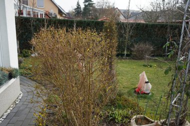 Şubat ayında Forsythia cousa ve Jasminum nudiflorum bahçede sarı çiçek açarlar. Forsythia, Oleaceae familyasından bir bitki cinsidir. Berlin, Almanya, Avrupa.