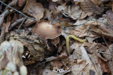Lentinus brumalis mantarları Şubat ayında ormandaki bir kütükte yetişir. Lentinus brumalis, Polyporaceae familyasından yenmeyen bir mantar türüdür. Berlin, Almanya, Avrupa.