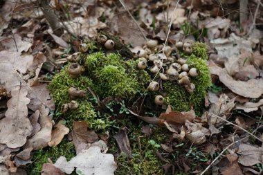 Apioperdon piriforması Şubat ayında ormanda eski bir ağaçta yetişir. Apioperdon pyriforme, Lycoperdon pyriforme ve Morganella pyriforis, Agaricaceae familyasından bir mantar türüdür. Berlin, Almanya, Avrupa.