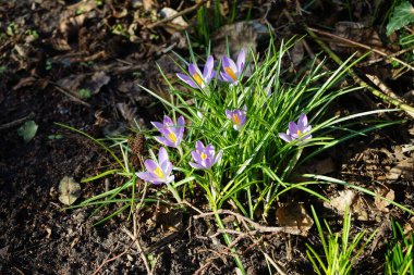 Crocus tommasinianus blooms with purple flowers in February. Crocus tommasinianus, the woodland-, early-, or Tommasini's crocus, is a cormous perennial of the genus Crocus in the family Iridaceae. Berlin, Germany, Europe. 