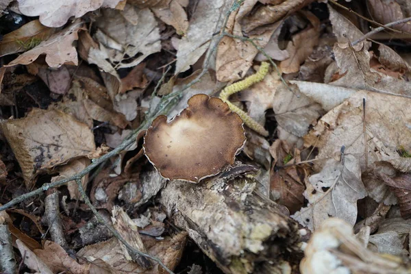 Lentinus Brumalis mantarı Şubat ayında ormanda bir kütükte yetişiyor. Lentinus brumalis, Polyporaceae familyasından yenmeyen bir mantar türüdür. Berlin, Almanya, Avrupa.