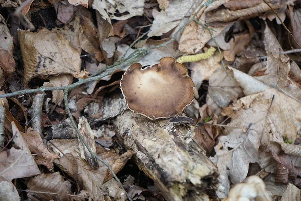 Lentinus Brumalis mantarı Şubat ayında ormanda bir kütükte yetişiyor. Lentinus brumalis, Polyporaceae familyasından yenmeyen bir mantar türüdür. Berlin, Almanya, Avrupa.