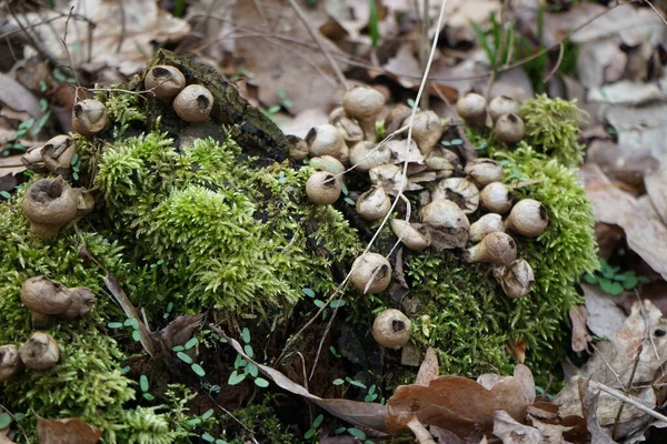 Apioperdon piriforması Şubat ayında ormanda eski bir ağaçta yetişir. Apioperdon pyriforme, Lycoperdon pyriforme ve Morganella pyriforis, Agaricaceae familyasından bir mantar türüdür. Berlin, Almanya, Avrupa.