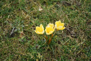Crocus chrysanthus 'Romance' şubatta sarı çiçeklerle çiçek açar. Crocus chrysanthus, Crocus cinsinin Iridaceae familyasından bir bitki türüdür. Berlin, Almanya, Avrupa. 