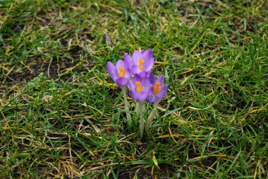 Crocus tommasinianus blooms with purple flowers in February. Crocus tommasinianus, the woodland-, early-, or Tommasini's crocus, is a cormous perennial of the genus Crocus in the family Iridaceae. Berlin, Germany, Europe.   