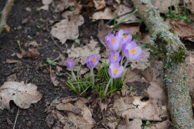 A hoverfly collects nectar from the purple flowers of Crocus tommasinianus in February. Hoverflies, also called flower flies or syrphids, make up the insect family Syrphidae. Berlin, Germany, Europe.
