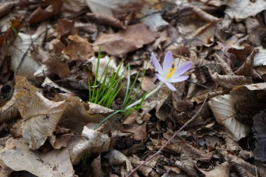 Crocus tommasinianus blooms with purple flowers among fallen leaves in February. Crocus tommasinianus, the woodland-, early-, or Tommasini's crocus, is a cormous perennial of the genus Crocus in the family Iridaceae. Berlin, Germany, Europe.