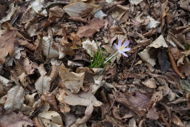 Crocus tommasinianus blooms with purple flowers among fallen leaves in February. Crocus tommasinianus, the woodland-, early-, or Tommasini's crocus, is a cormous perennial of the genus Crocus in the family Iridaceae. Berlin, Germany, Europe.