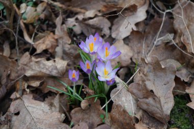 Crocus tommasinianus blooms with purple flowers among fallen leaves in February. Crocus tommasinianus, the woodland-, early-, or Tommasini's crocus, is a cormous perennial of the genus Crocus in the family Iridaceae. Berlin, Germany, Europe.