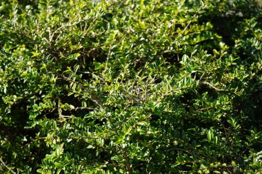 Lonicera nitida şubatta büyüyor. Lonicera nitida, hanımeli familyasından bir bitki türü. Berlin, Almanya, Avrupa. 
