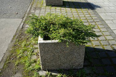 Lonicera nitida şubatta büyüyor. Lonicera nitida, hanımeli familyasından bir bitki türü. Berlin, Almanya, Avrupa. 