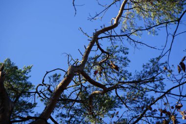 Karışık bir ormanın kozalaklı ve yaprak döken ağaçları Şubat ayında mavi bir gökyüzüne karşı görülür. Berlin, Almanya, Avrupa. 