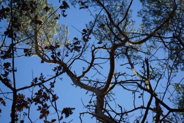 Karışık bir ormanın kozalaklı ve yaprak döken ağaçları Şubat ayında mavi bir gökyüzüne karşı görülür. Berlin, Almanya, Avrupa. 