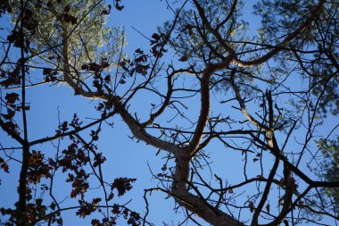 Karışık bir ormanın kozalaklı ve yaprak döken ağaçları Şubat ayında mavi bir gökyüzüne karşı görülür. Berlin, Almanya, Avrupa. 