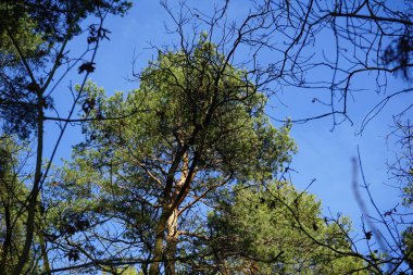 Şubat ayında karışık bir ormanın dalları mavi bir gökyüzüne karşı görülür. Berlin, Almanya, Avrupa. 