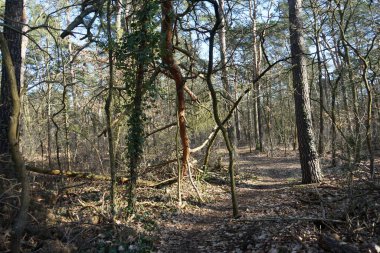 Kış bitkileriyle, devrilmiş ağaçlarla, dallarla ve Şubat ayında görülen yapraklarla güzel bir orman manzarası. Berlin, Almanya, Avrupa.                                