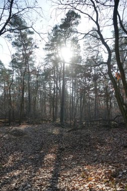 Alçak kış güneşi Şubat ayında ormanın ağaç dalları arasında parlar. Berlin, Almanya, Avrupa. 