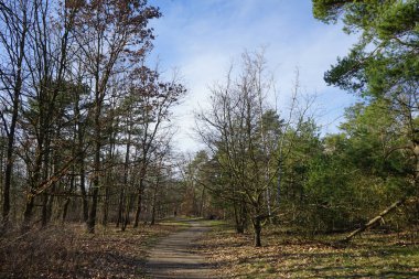 Kış bitkileriyle, devrilmiş ağaçlarla, dallarla ve Şubat ayında görülen yapraklarla güzel bir orman manzarası. Berlin, Almanya, Avrupa.                                
