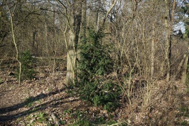 Kış bitkileriyle, devrilmiş ağaçlarla, dallarla ve Şubat ayında görülen yapraklarla güzel bir orman manzarası. Berlin, Almanya, Avrupa.                                