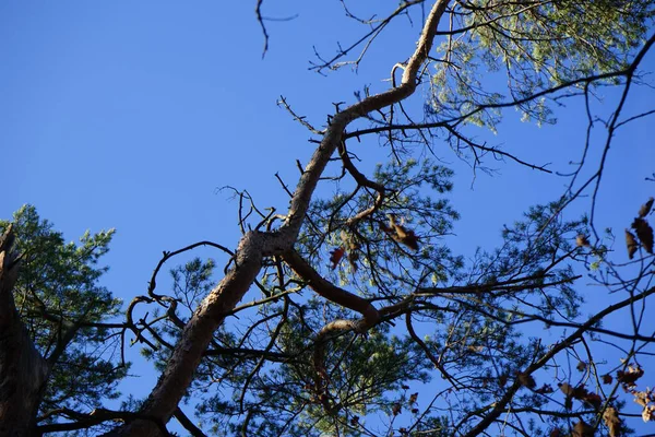 Karışık bir ormanın kozalaklı ve yaprak döken ağaçları Şubat ayında mavi bir gökyüzüne karşı görülür. Berlin, Almanya, Avrupa. 