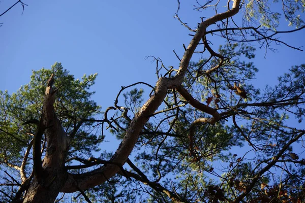 Karışık bir ormanın kozalaklı ve yaprak döken ağaçları Şubat ayında mavi bir gökyüzüne karşı görülür. Berlin, Almanya, Avrupa. 