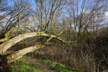 Kış bitkileriyle, devrilmiş ağaçlarla, dallarla ve Şubat ayında görülen yapraklarla güzel bir orman manzarası. Berlin, Almanya, Avrupa.                                