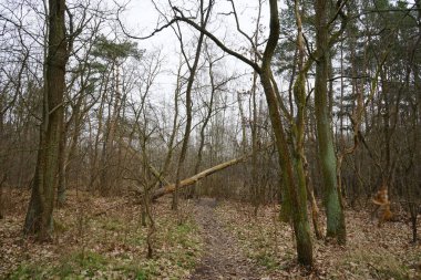 Kış bitkileriyle, devrilmiş ağaçlarla, dallarla ve Şubat ayında görülen yapraklarla güzel bir orman manzarası. Berlin, Almanya, Avrupa.                                