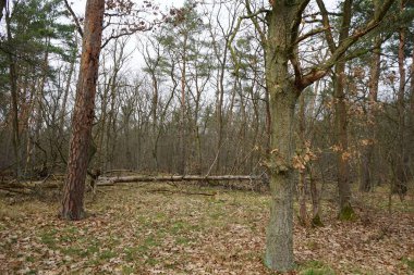 Kış bitkileriyle, devrilmiş ağaçlarla, dallarla ve Şubat ayında görülen yapraklarla güzel bir orman manzarası. Berlin, Almanya, Avrupa.                                