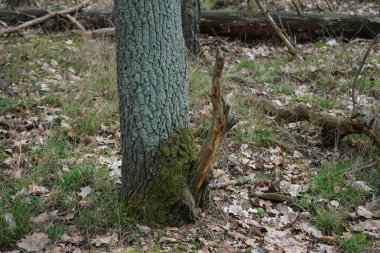 Kış bitkileriyle, devrilmiş ağaçlarla, dallarla ve Şubat ayında görülen yapraklarla güzel bir orman manzarası. Berlin, Almanya, Avrupa.                                