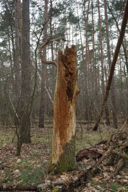 Kış bitkileriyle, devrilmiş ağaçlarla, dallarla ve Şubat ayında görülen yapraklarla güzel bir orman manzarası. Berlin, Almanya, Avrupa.                                