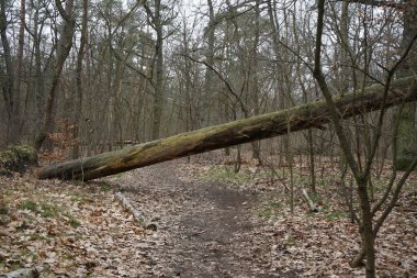 Kış bitkileriyle, devrilmiş ağaçlarla, dallarla ve Şubat ayında görülen yapraklarla güzel bir orman manzarası. Berlin, Almanya, Avrupa.                                